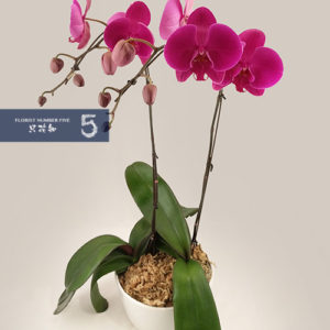 2 Single Stem Dark Purple Orchid Arrangement 2枝單枝紫色蘭花組盆