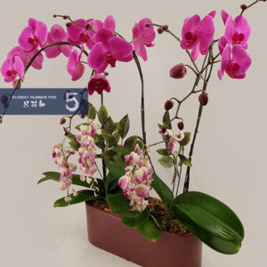3 Single stem Dark Purple Orchid Arrangement 3枝單枝紫色蘭花組盆