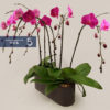 3 Double Stem Dark Purple Orchid Arrangement 3盆雙枝紫色蘭花組盆 - Image 3