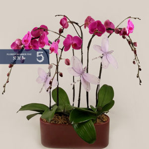3 Double Stem Dark Purple Orchid Arrangement 3盆雙枝紫色蘭花組盆