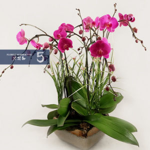 4 Double Stem Dark Purple Orchid Arrangement 4盆雙枝紫色蘭花組盆
