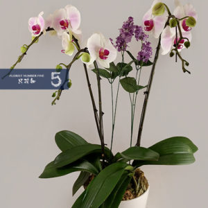 3 Signle stem White Orchid with Purple Heart  Arrangement 3枝單枝白花紅心蘭花組盆