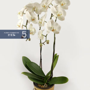 Double stem White Orchid 雙枝白色蘭花盆栽