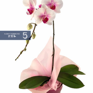 Single Stem White Orchid with Purple Heart 單枝白花紅心蝴蝶蘭盆栽