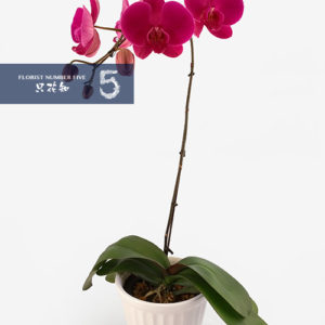 Single Stem Dark Purple Orchid 單枝紫色蝴蝶蘭盆栽