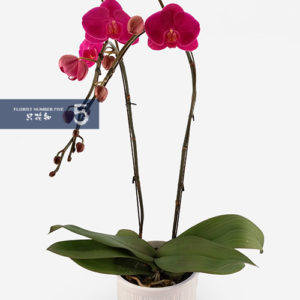 Double Stem Dark Purple Orchid 雙枝紫色蝴蝶蘭盆栽