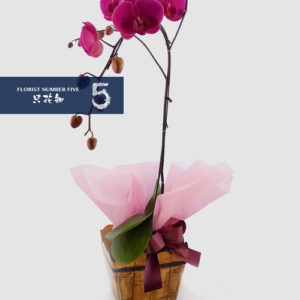 Single stem Multi Branch Dark Purple Orchid 單枝紫色蝴蝶蘭盆栽