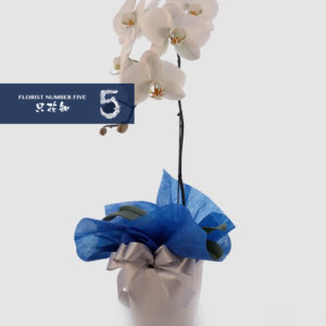 Single stem White Orchid 單枝白色蝴蝶蘭盆栽