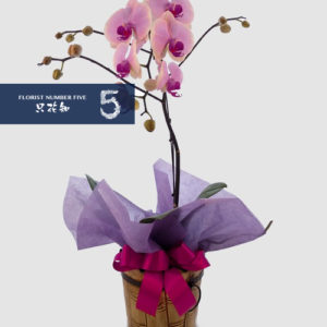 Single stem Multi Branch Pink Orchid 單枝粉紅色蝴蝶蘭盆栽