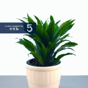 Tropical Green Plant