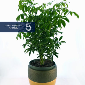 Tropical Green Plant