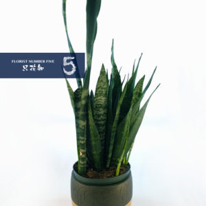 Tropical Green Plant