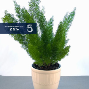 Tropical Green Plant
