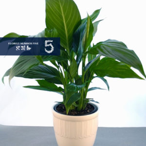 Tropical Green Plant