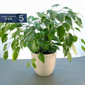 Tropical Green Plant