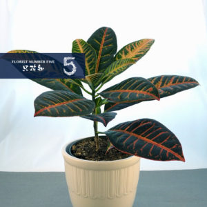 Tropical Green Plant