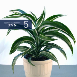 Tropical Green Plant