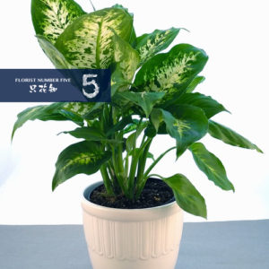 Tropical Green Plant