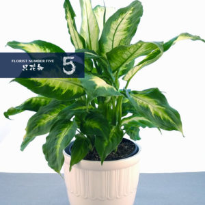 Tropical Green Plant