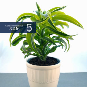 Tropical Green Plant