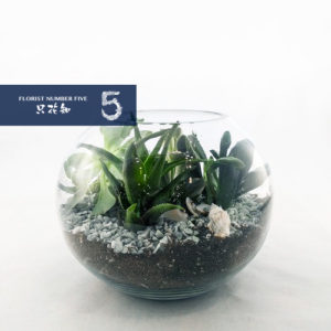 Assorted Succulents In Glass Bowl