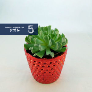 Succulents