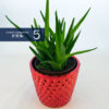 Succulents - Image 3