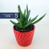 Succulents - Image 2
