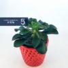 Succulents - Image 3