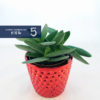Succulents - Image 2