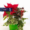 Seasonal Flower with Pot - Image 3